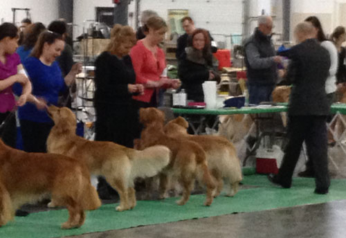 dog-show-goldens-3201