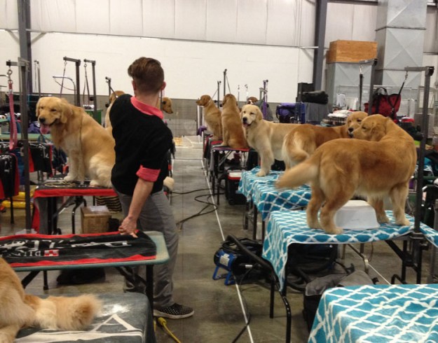 dog-show-goldens-3205