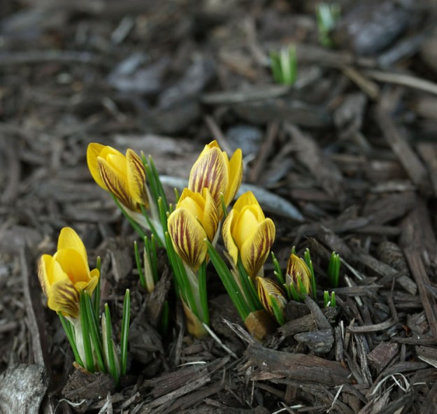 crocuses-466