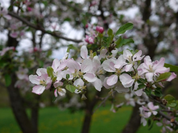 apple blossoms 588