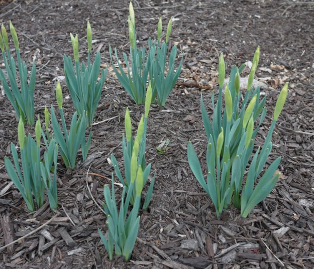daffodils 028