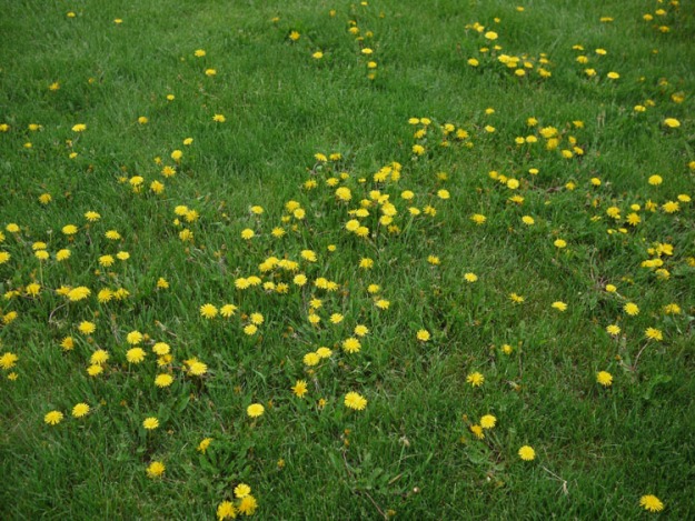 dandelions 597