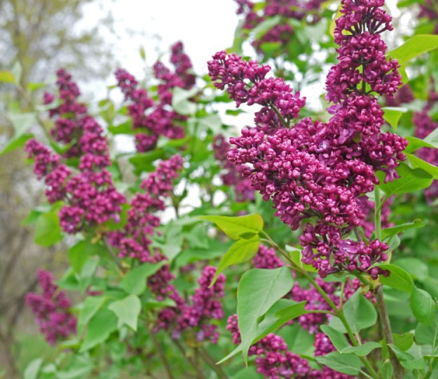 lilacs 596