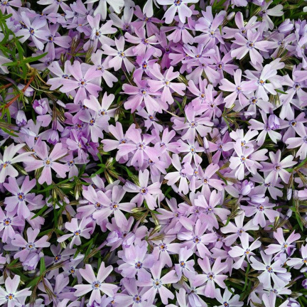 phlox 3350