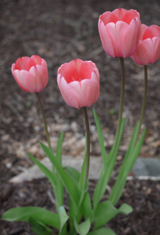 tulips 604