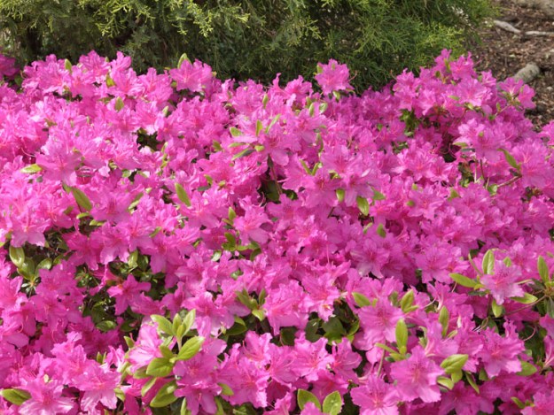 azaleas 811