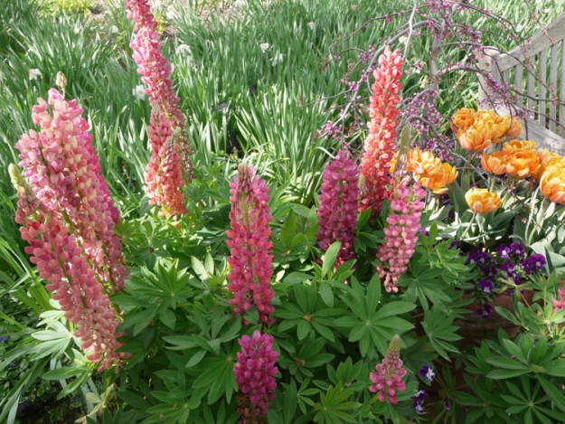 lupines 837