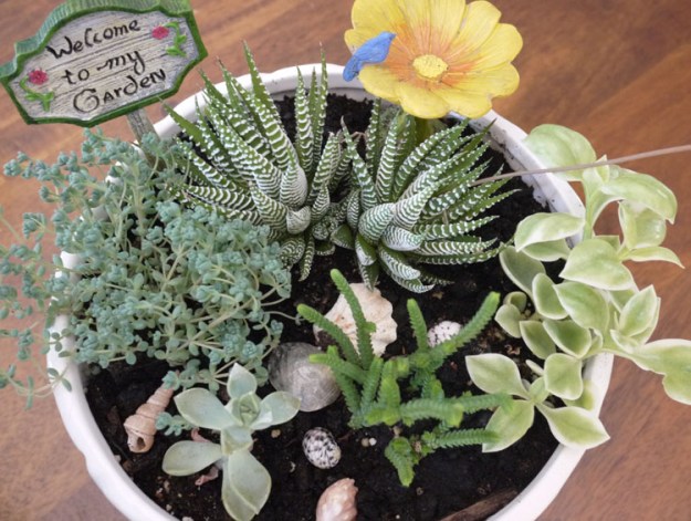 succulent planter 240