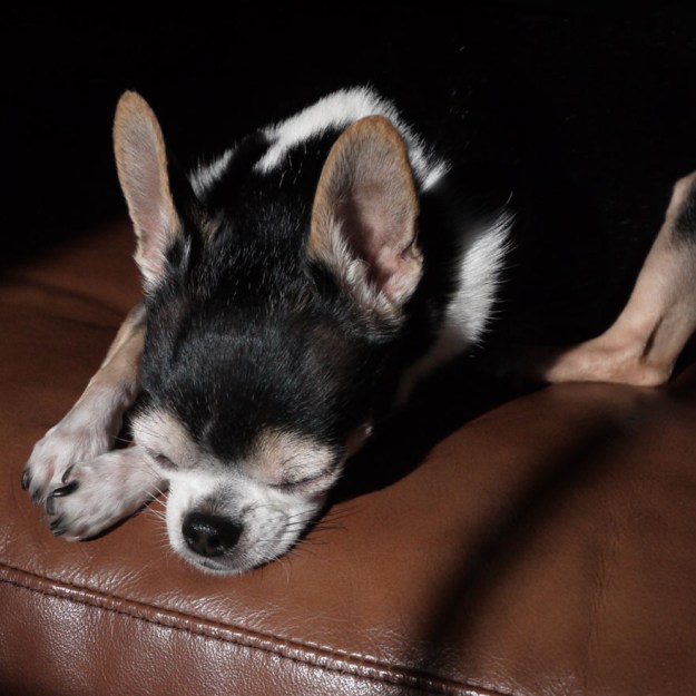 sun worshipping chi 129