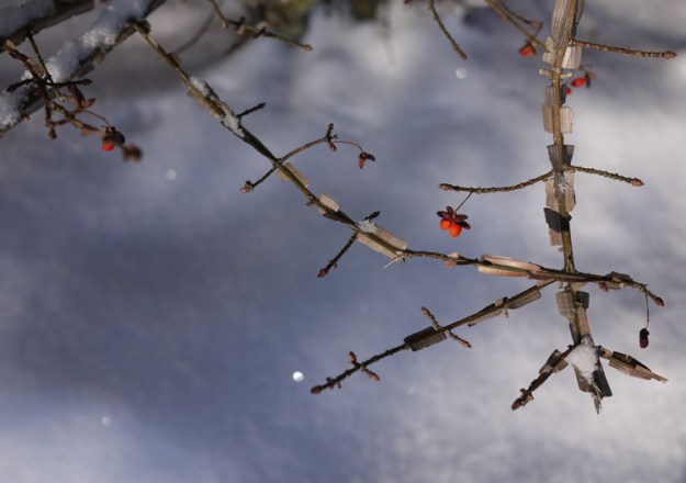 february snow berries 672