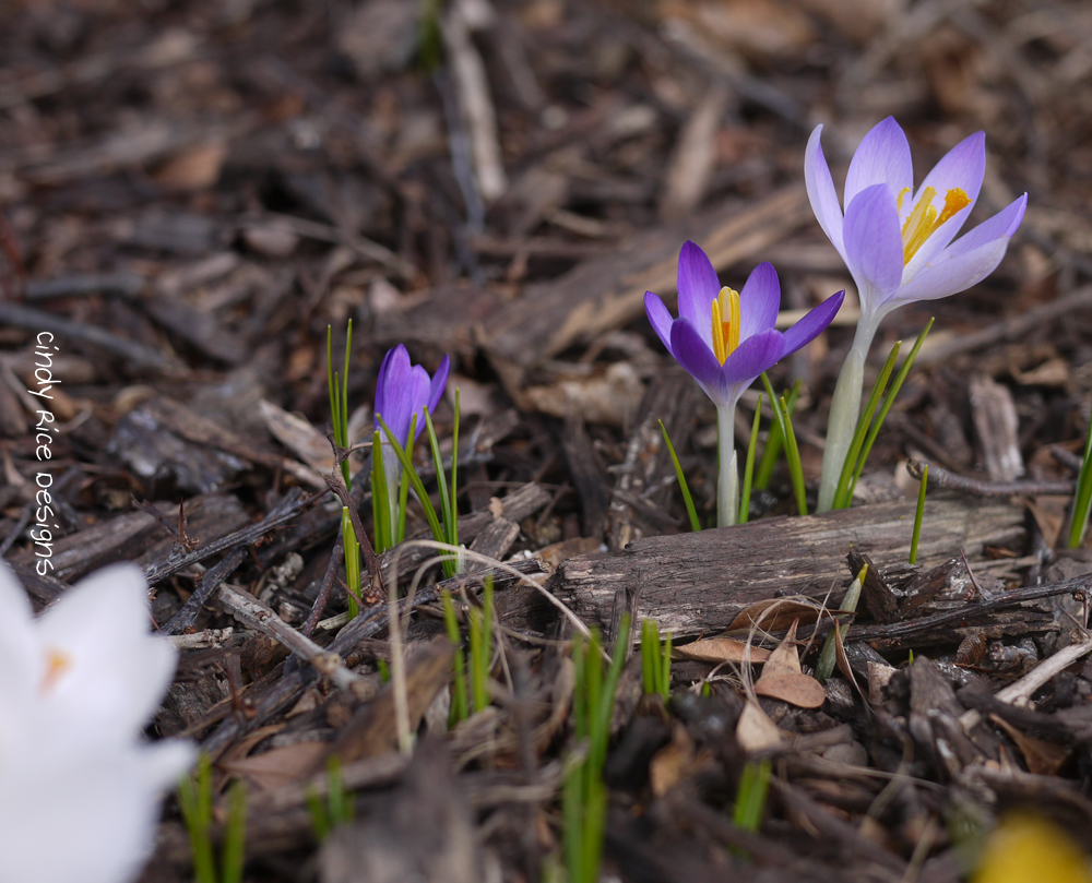 crocuses 2019 215
