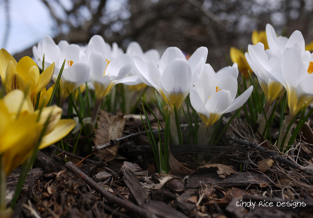 crocuses 2019 221