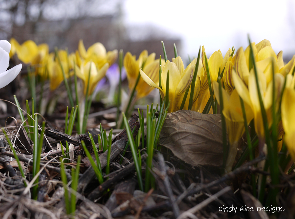 crocuses 2019 223