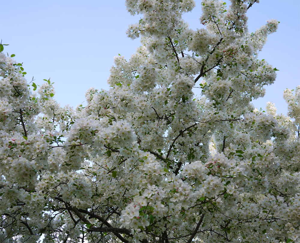 2019 apple blossoms 511