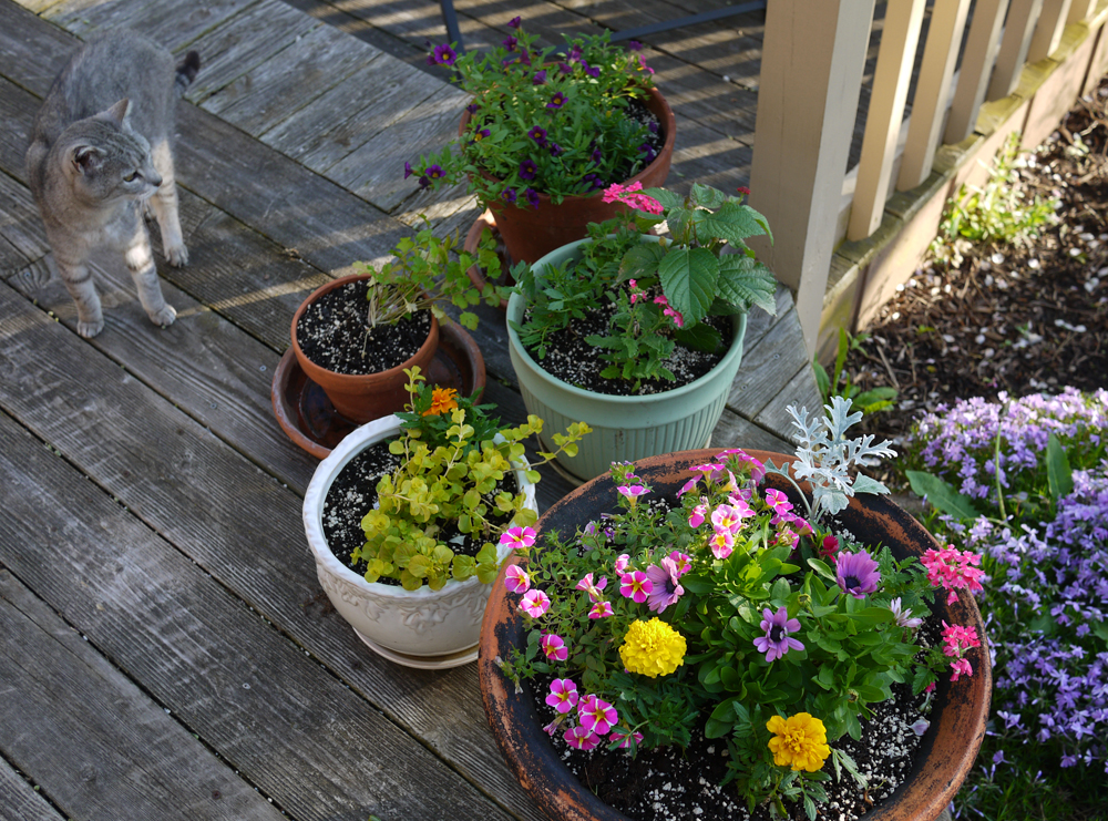 2019 deck planters kitty 525