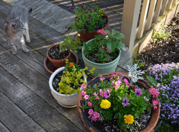 2019 deck planters kitty 525