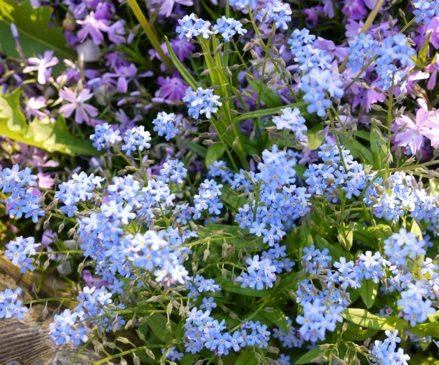 2019 forget me not 535