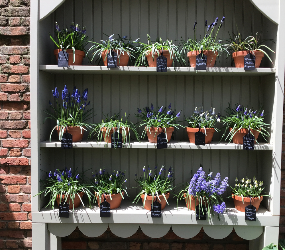 2019 hutch grape hyacinths 0602