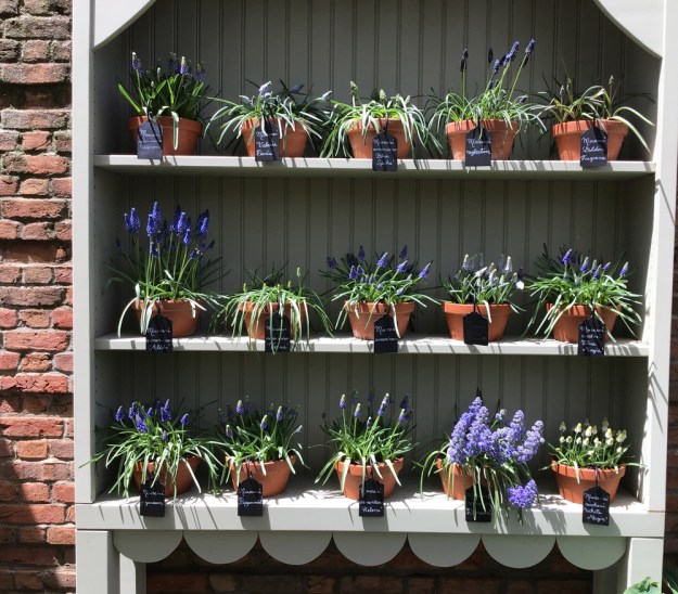 2019 hutch grape hyacinths 0602