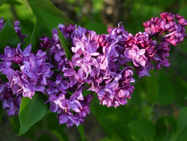 2019 lilacs 532