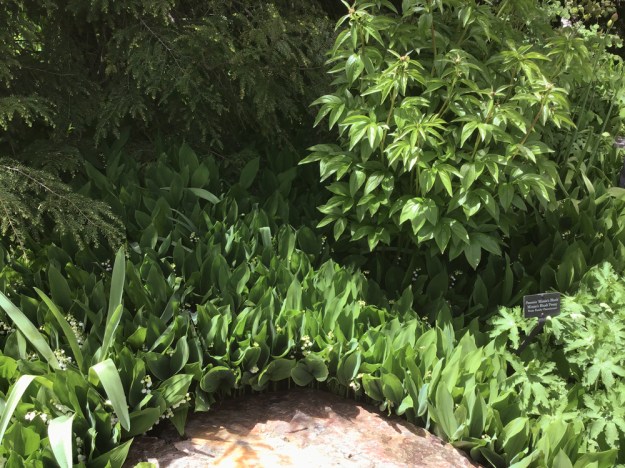 2019 lily of the valley 0600