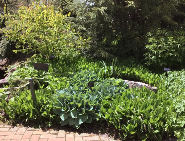 2019 lily of the valley 0601