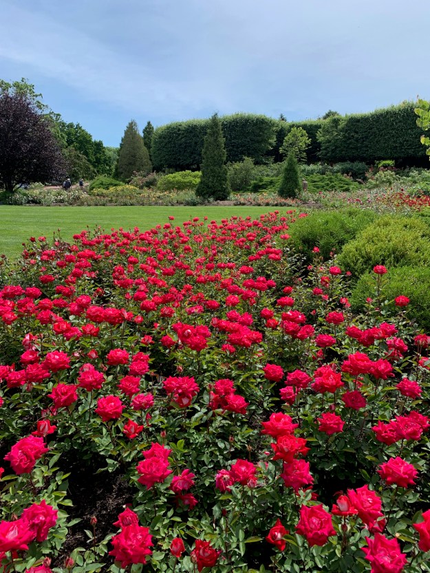 2019 rose garden 4380