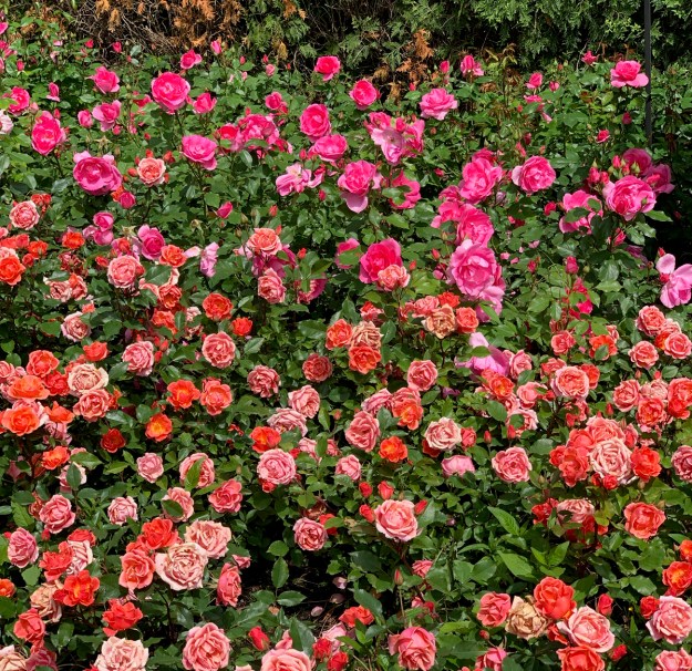 2019 rose garden 4416