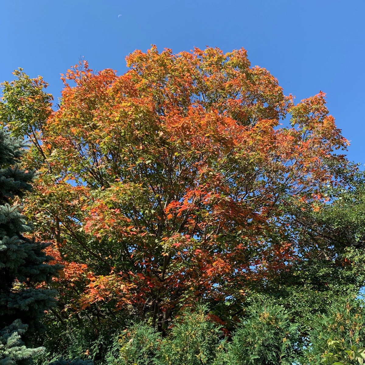 2019 1st day fall 4585