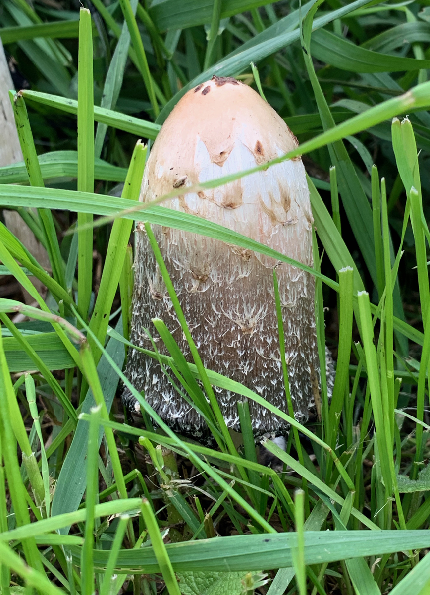 2019 fall hastings forest preserve 4652