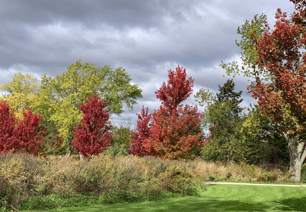 2019 fall hastings forest preserve 4672