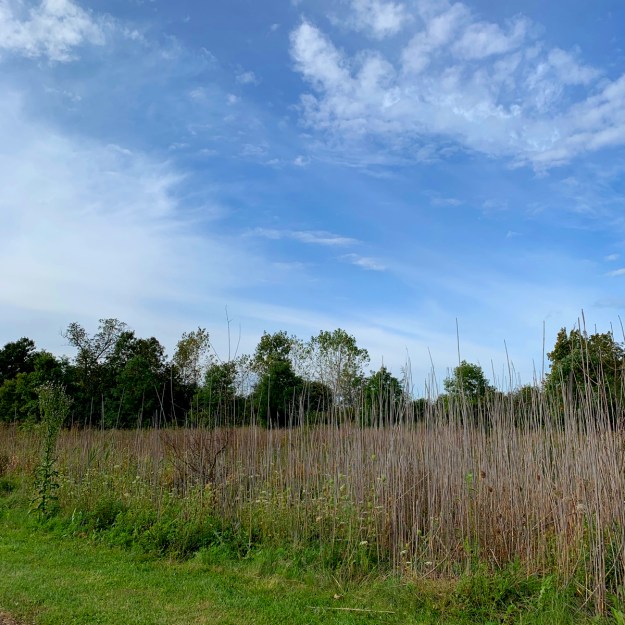 2019 forest preserve 4619