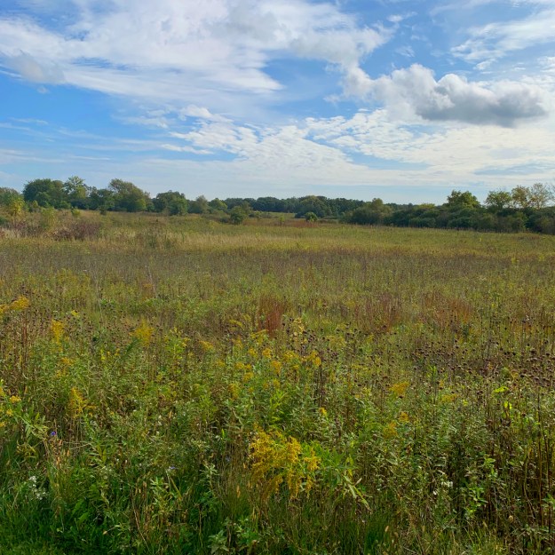 2019 forest preserve 4624