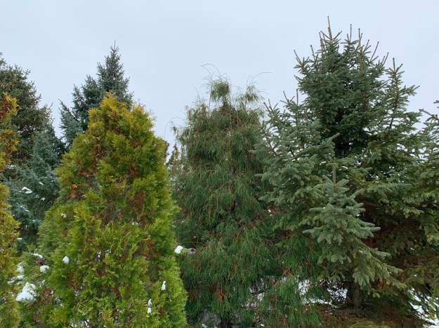 dwarf conifer garden 4773