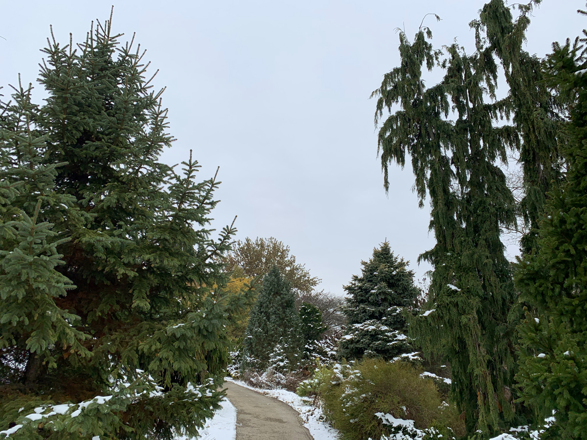 dwarf conifer garden snow 4775