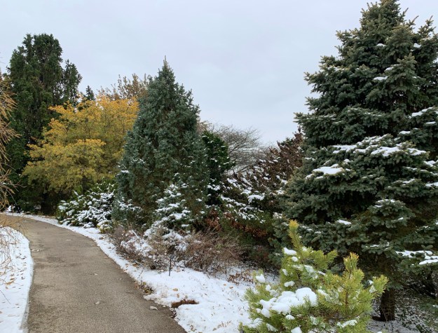 dwarf conifer garden snow 4777