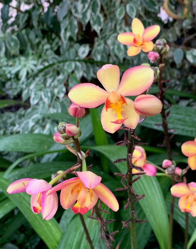 orchid greenhouse 4788