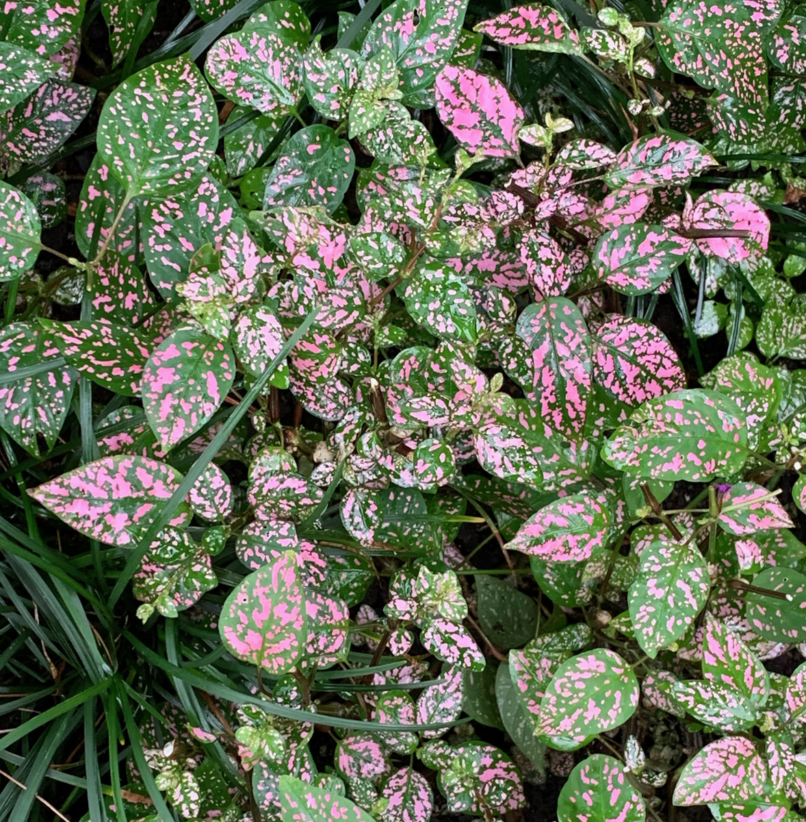 pink plant greenhouse 4789