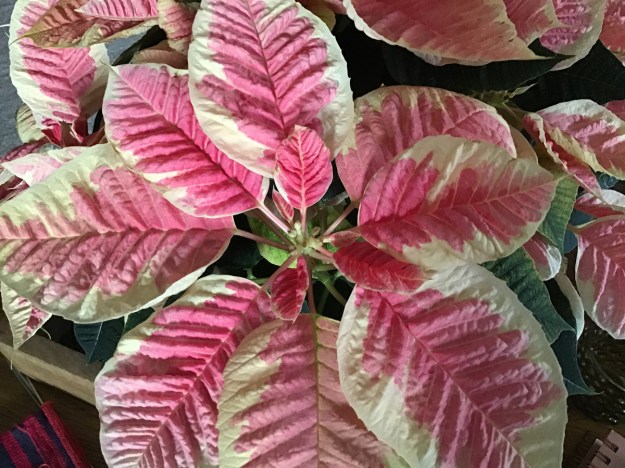 2019 poinsettia 0924.jpg