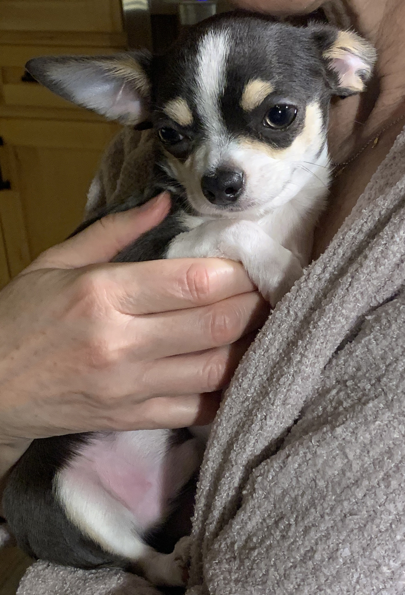 chihuahua puppy 5092