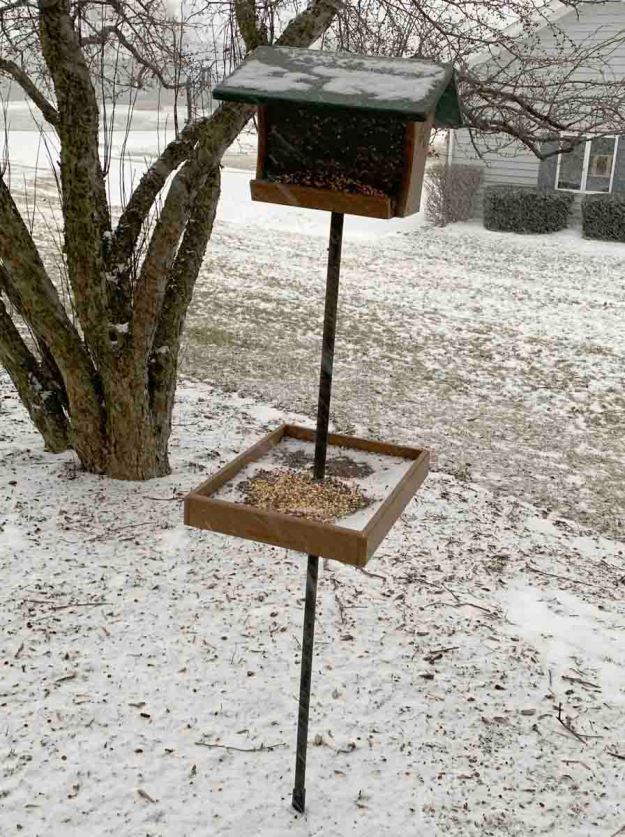 feeding the birds 5126