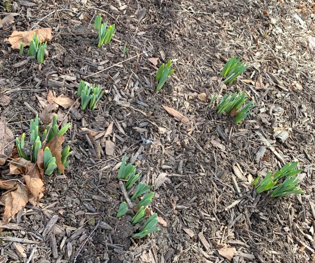 2020 daffodil growth 5349